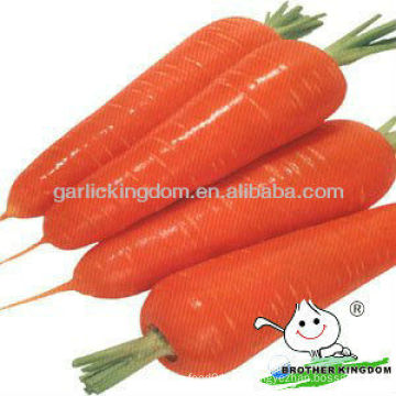 Zanahorias en la agricultura, precio de fábrica de zanahoria fresca, a granel de zanahorias frescas